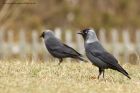 jackdaw_190413e.jpg