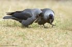 jackdaw_190413h.jpg