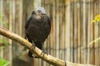 Filename=jackdaw_gdn_030723b.jpg
Filesize=991KB
Dimensions=1300x867
Date added=Aug 28, 2024 jackdaw_gdn_030723b.jpg