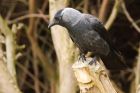 jackdaw_gdn_230521a.jpg