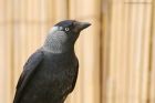 jackdaw_gdn_230521b.jpg