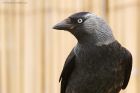 jackdaw_gdn_230521c.jpg