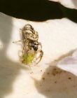 jumpingSpider_040608a.jpg