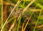 Filename=keeledSkimmer_HB_280723a.jpg
Filesize=902KB
Dimensions=1300x953
Date added=Aug 28, 2025 keeledSkimmer_HB_280723a.jpg