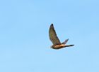 kestrel_020508a.jpg