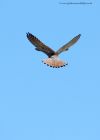 kestrel_030510a.jpg