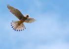 kestrel_080609e.jpg