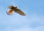 kestrel_080609g.jpg