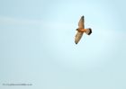 kestrel_091110b.jpg