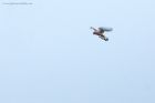 Filename=kestrel_121114a.jpg
Filesize=350KB
Dimensions=1200x800
Date added=Jan 01, 2015 kestrel_121114a.jpg