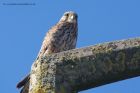 kestrel_130313b.jpg