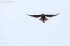 kestrel_141114a.jpg