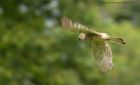 kestrel_150612a.jpg