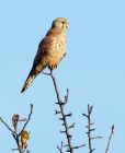 kestrel_151107c.jpg