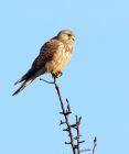 kestrel_151107e.jpg