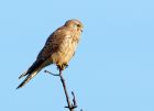 kestrel_151107g.jpg