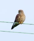 kestrel_181007a.jpg