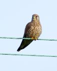 kestrel_181007b.jpg