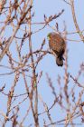 kestrel_190112a.jpg