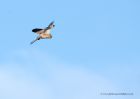 kestrel_201110c.jpg