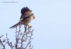 Filename=kestrel_240211b.jpg
Filesize=292KB
Dimensions=1000x697
Date added=Feb 27, 2011 kestrel_240211b.jpg