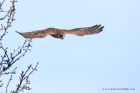 kestrel_240211g.jpg