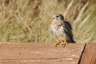 kestrel_261015b.jpg