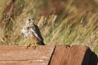 kestrel_261015c.jpg