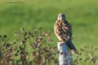 kestrel_261015cc.jpg