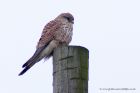 kestrel_280211b.jpg