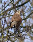 Filename=kestrel_2802a.jpg
Filesize=179KB
Dimensions=607x760
Date added=Aug 10, 2008 kestrel_2802a.jpg