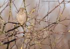 kestrel_290111b.jpg