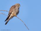 kestrel_290111c.jpg