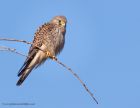 kestrel_290111d.jpg