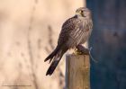 kestrel_290111f.jpg