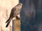 kestrel_290111g.jpg