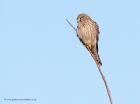 kestrel_290111h.jpg