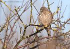 kestrel_290111i.jpg