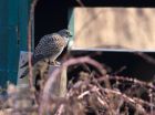 Filename=kestrel_290111l.jpg
Filesize=258KB
Dimensions=1000x747
Date added=Jan 30, 2011 kestrel_290111l.jpg