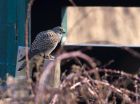 kestrel_290111l.jpg