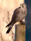 kestrel_290111m.jpg