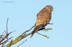 kestrel_291214b.jpg