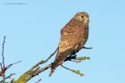 kestrel_291214g.jpg