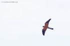Filename=kestrel_300412b.jpg
Filesize=195KB
Dimensions=1000x667
Date added=May 01, 2012 kestrel_300412b.jpg