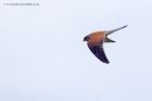 kestrel_300412g.jpg