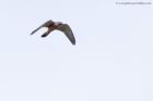 Filename=kestrel_300412k.jpg
Filesize=215KB
Dimensions=1000x667
Date added=May 01, 2012 kestrel_300412k.jpg