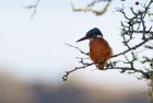 kingfisher_020109a.jpg