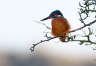 kingfisher_020109b.jpg