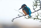 kingfisher_020109c.jpg