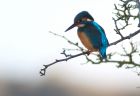 kingfisher_020109e.jpg